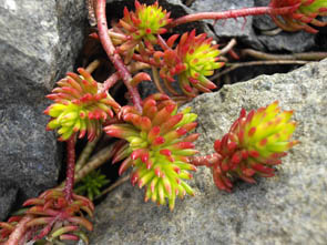 Sedum rupestre 'Angelina'